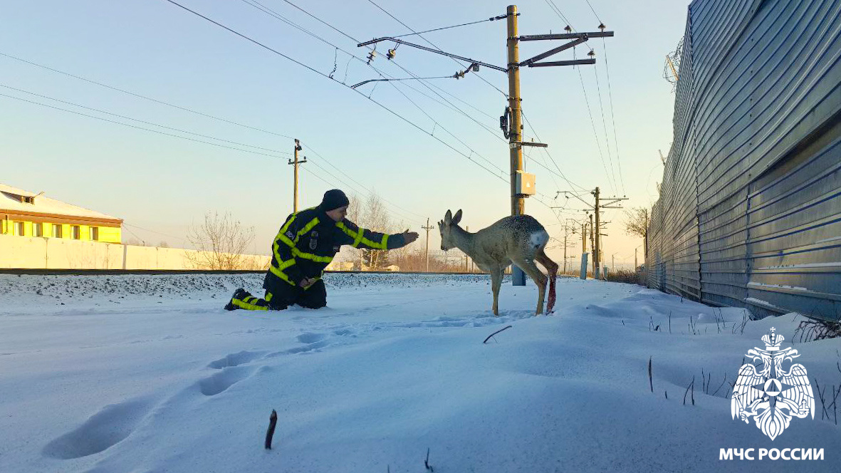 В Кузбассе добровольцы-пожарные спасли косулю
