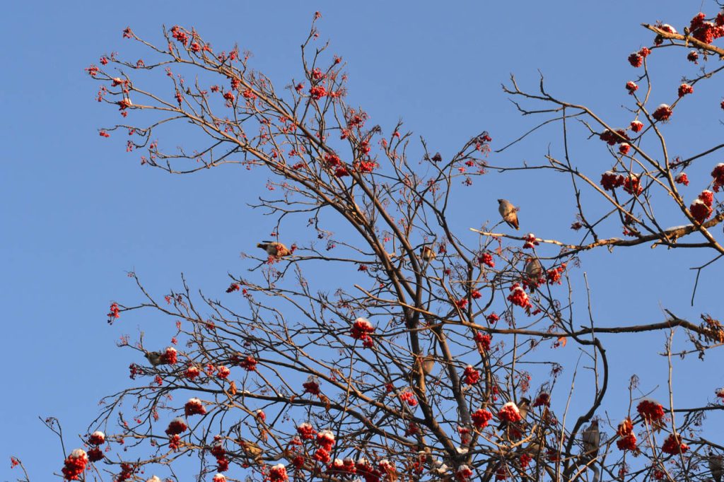 Пустые улицы, туманный горизонт и яркое солнце: фоторепортаж с улиц морозного Кемерова