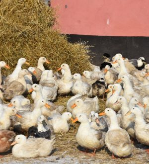 В Кузбассе семейным фермам выделили 77,5 млн рублей на развитие