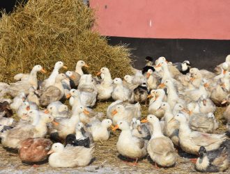 В Кузбассе семейным фермам выделили 77,5 млн рублей на развитие