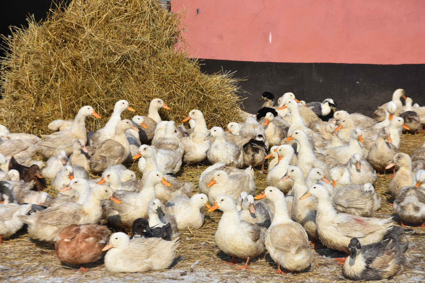 В Кузбассе семейным фермам выделили 77,5 млн рублей на развитие