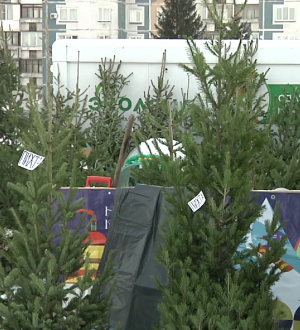 В Новокузнецке стартовала работа елочных базаров