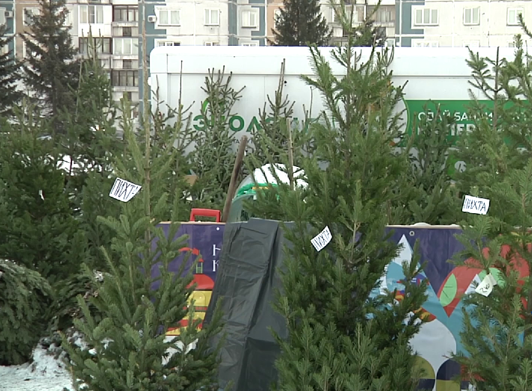 В Новокузнецке стартовала работа елочных базаров