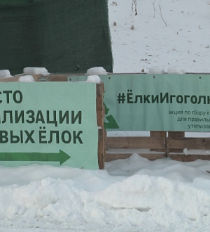 В Новокузнецке живые ели после праздника можно сдать в специальные пункты