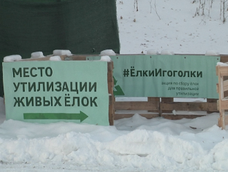 В Новокузнецке живые ели после праздника можно сдать в специальные пункты