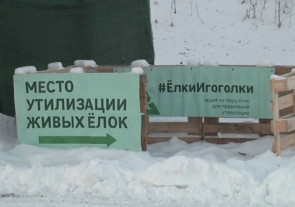 В Новокузнецке живые ели после праздника можно сдать в специальные пункты