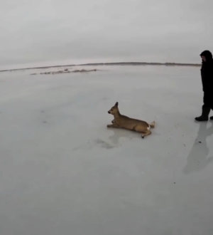 Жители Новосибирской области спасли 30 косуль из ледяного плена