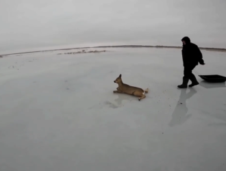 Жители Новосибирской области спасли 30 косуль из ледяного плена