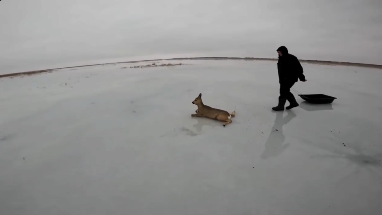 Жители Новосибирской области спасли 30 косуль из ледяного плена