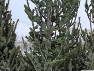 Идеальная елка на Новый год: как выбрать живое деревце и надолго сохранить его свежесть