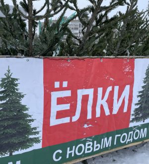 Идеальная елка на Новый год: как выбрать живое деревце и надолго сохранить его свежесть