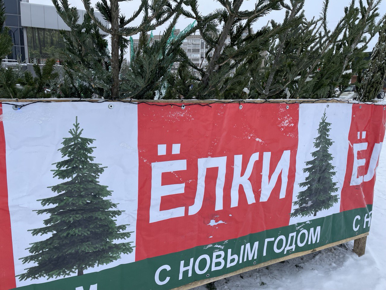 Идеальная елка на Новый год: как выбрать живое деревце и надолго сохранить его свежесть