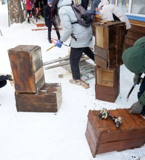 В Кемерове в Рудничном бору установили домики для сов