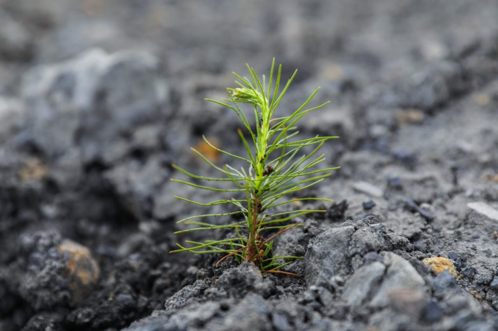 «Кузбассразрезуголь» в 1,5 раза увеличил площадь рекультивированных земель в 2025 году