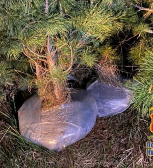 Выкопал 19 кедров из охраняемой зоны: в Кузбассе суда ждет житель Новосибирской области