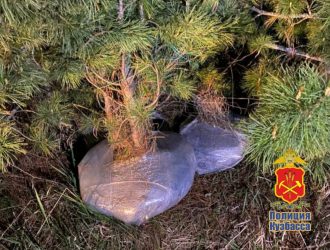 Выкопал 19 кедров из охраняемой зоны: в Кузбассе суда ждет житель Новосибирской области