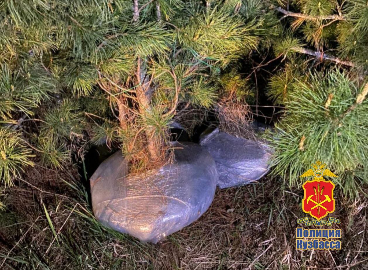 Выкопал 19 кедров из охраняемой зоны: в Кузбассе суда ждет житель Новосибирской области