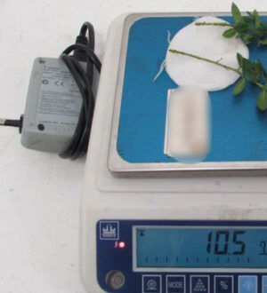 В аэропорту Новокузнецка у пассажирки изъяли подозрительные саженцы кустарника