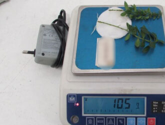 В аэропорту Новокузнецка у пассажирки изъяли подозрительные саженцы кустарника