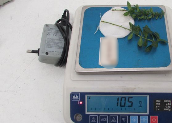 В аэропорту Новокузнецка у пассажирки изъяли подозрительные саженцы кустарника