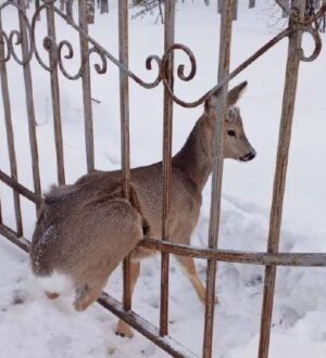 В Кузбассе очередная косуля застряла в металлическом заборе