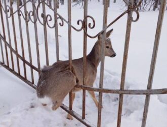В Кузбассе очередная косуля застряла в металлическом заборе
