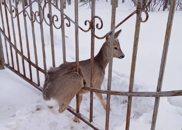 В Кузбассе очередная косуля застряла в металлическом заборе