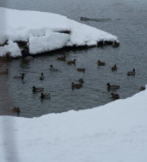 В Кемерове биологи и добровольцы посчитают уток