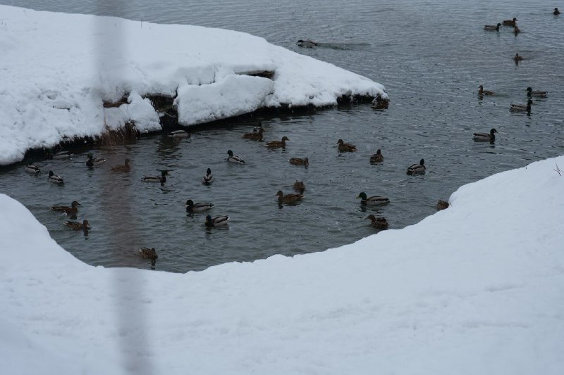 В Кемерове биологи и добровольцы посчитают уток