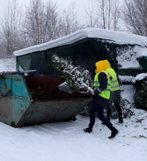 В Новокузнецке в рамках акции «Елки-игоголки» в конные клубы отправили первую партию новогодних деревьев