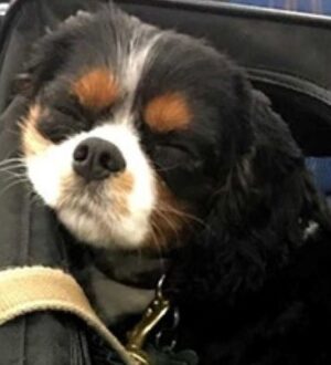 Спаниель Саломон первым из питомцев Кузбасса отправился за рубеж в этом году