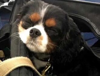 Спаниель Саломон первым из питомцев Кузбасса отправился за рубеж в этом году