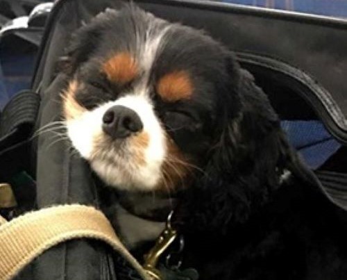 Спаниель Саломон первым из питомцев Кузбасса отправился за рубеж в этом году