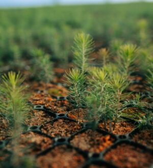 В наступившем году в Кузбассе восстановят 3 тыс гектаров леса