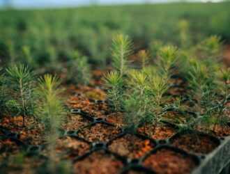 В наступившем году в Кузбассе восстановят 3 тыс гектаров леса