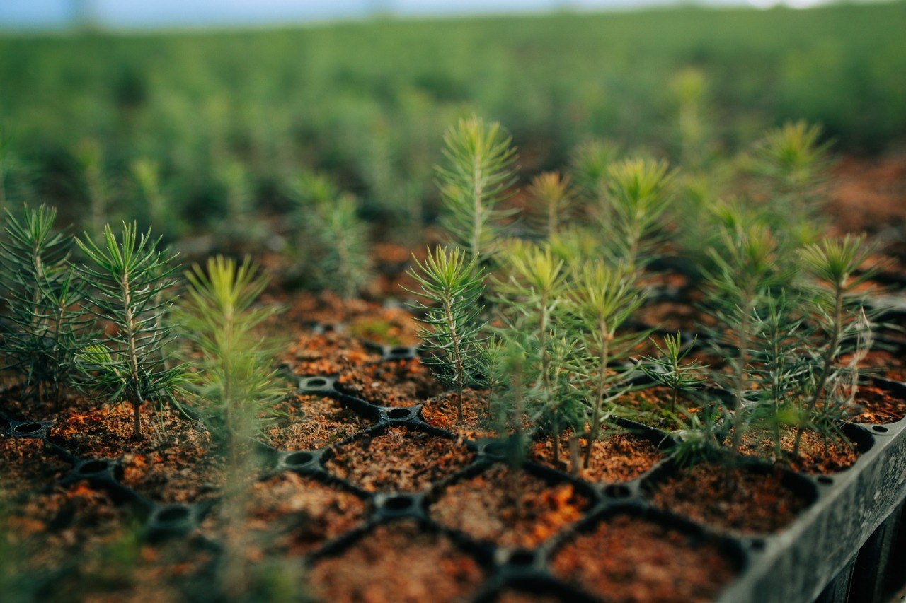 В наступившем году в Кузбассе восстановят 3 тыс гектаров леса