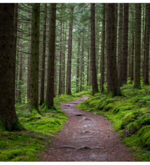В Госдуму внесли законопроект о благоустройстве лесных троп без вырубки деревьев
