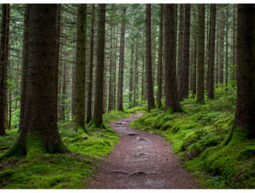 В Госдуму внесли законопроект о благоустройстве лесных троп без вырубки деревьев