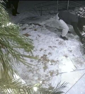 В Осинниках завершено расследование дела о краже новогодней ели