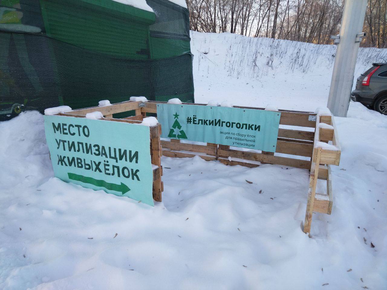 В Новокузнецке стартовала акция по сбору новогодних елей