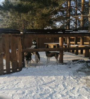 В Беловском парке держали павлинов, пони и страусов без лицензии