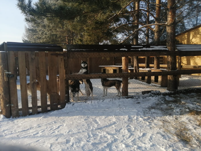 В Беловском парке держали павлинов, пони и страусов без лицензии