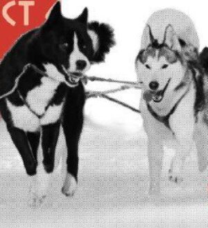 В Шерегеше пройдет фестиваль ездовых собак