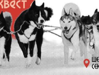 В Шерегеше пройдет фестиваль ездовых собак