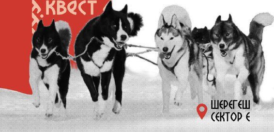 В Шерегеше пройдет фестиваль ездовых собак