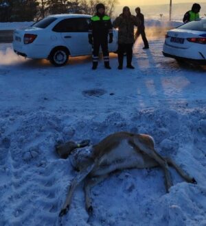 Застрелившего косулю браконьера поймали в Кузбассе