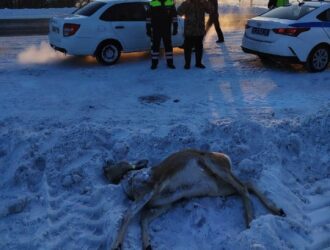 Застрелившего косулю браконьера поймали в Кузбассе