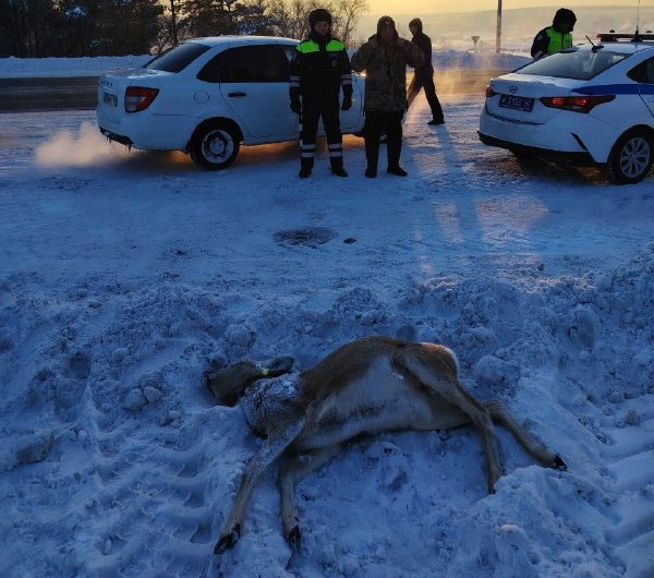 Застрелившего косулю браконьера поймали в Кузбассе