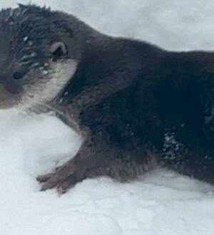 В Таштагольском округе жители спасли выдру от стаи бродячих собак