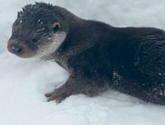 В Таштагольском округе жители спасли выдру от стаи бродячих собак